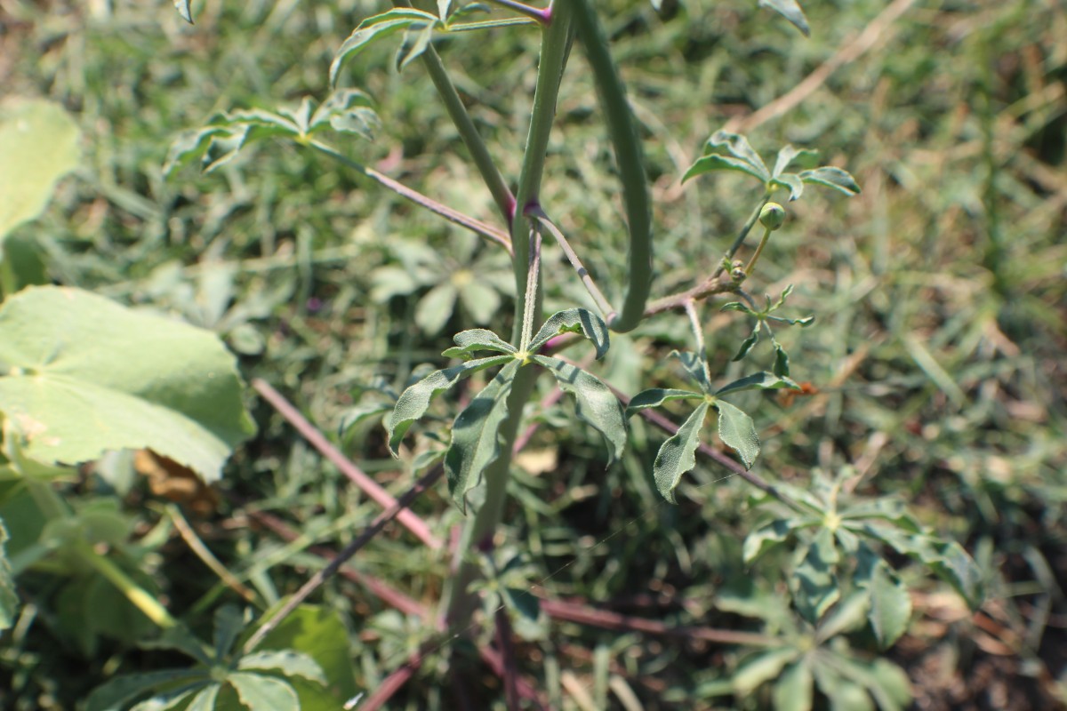 Cleome chelidonii L.f.